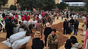 文山三七市场2019年第52周三七平均价格